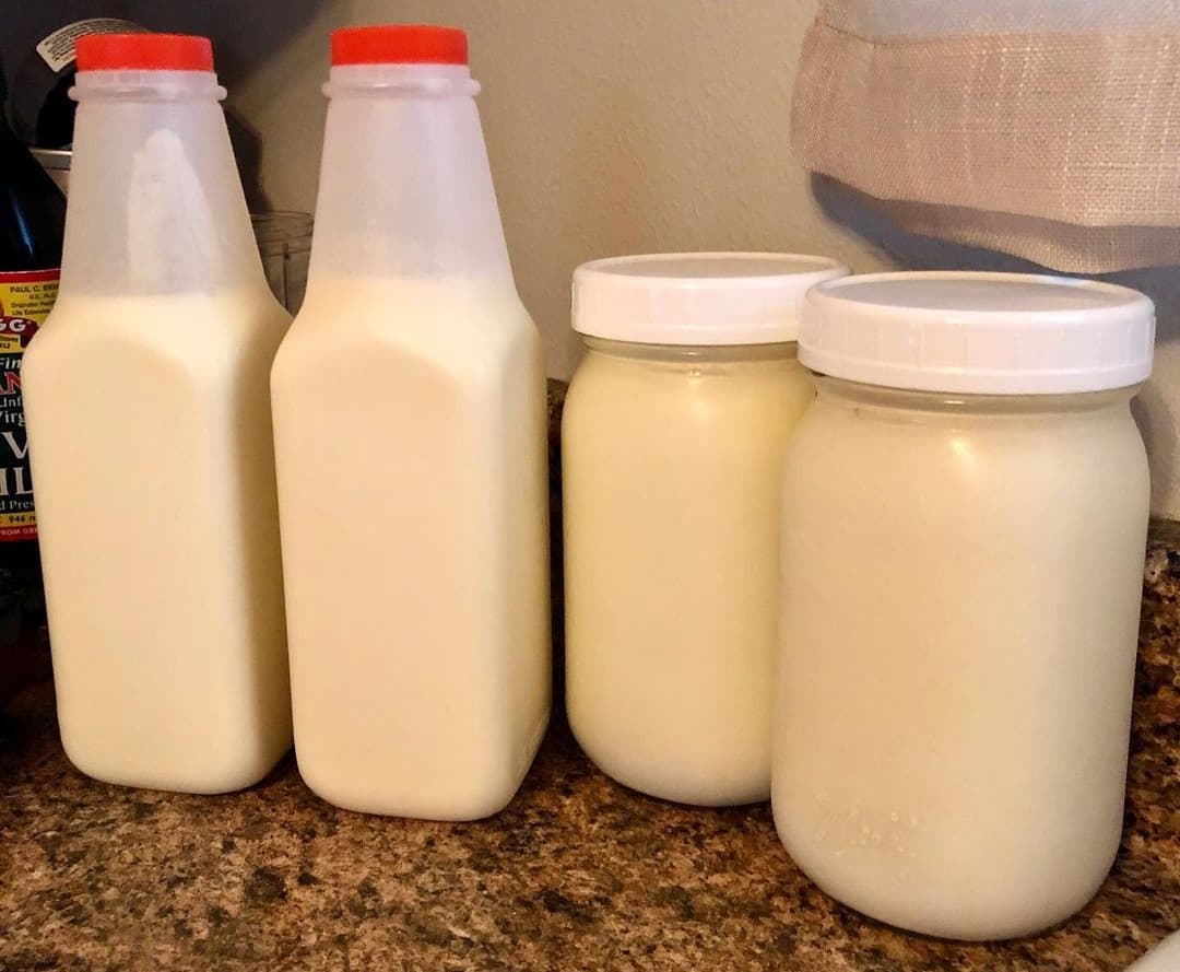 Start making raw milk kefir – acclimating kefir grains to thrive in raw milk