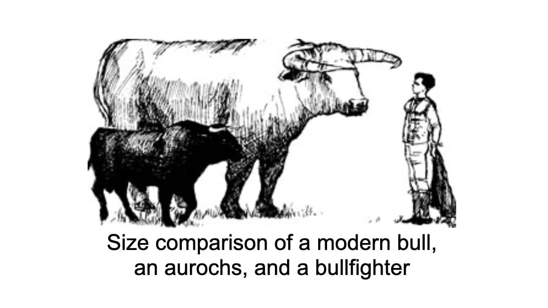Ancient aurochs size comparison