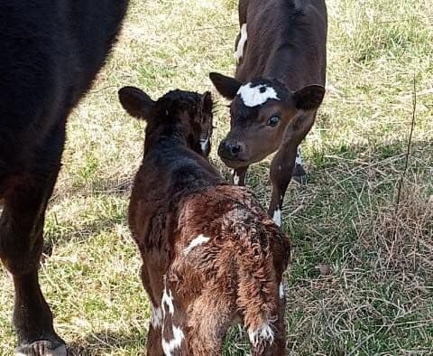 Missouri bill introduced to legalize raw milk retail sales