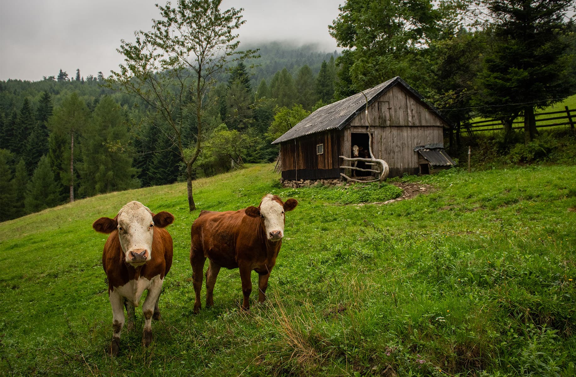 Legalize off-the-farm raw milk sales and delivery in Oregon
