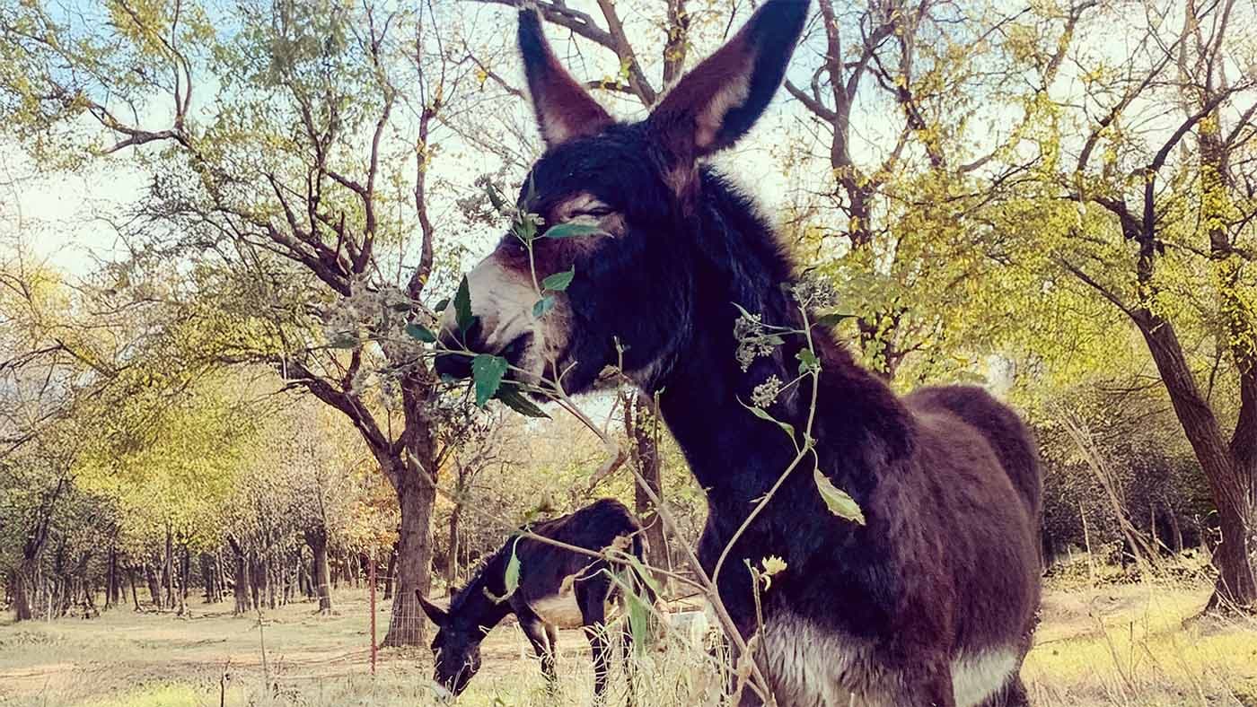Raw milk is available on-farm in Oklahoma, a new law was proposed to include off-farm sales.
