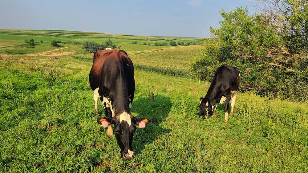 Iowa bill would let farm stores sell raw milk to walk-in customers, bring cottage foods to grocery shelves, and create a $100 annual license for farm-to-table dining events.
