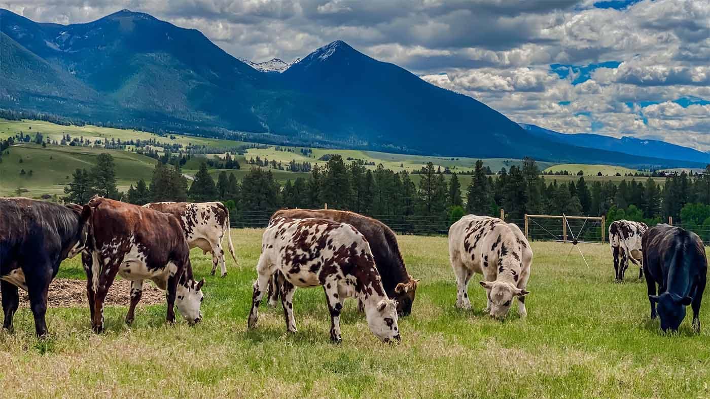 Alberta district votes two-thirds in favor of raw milk