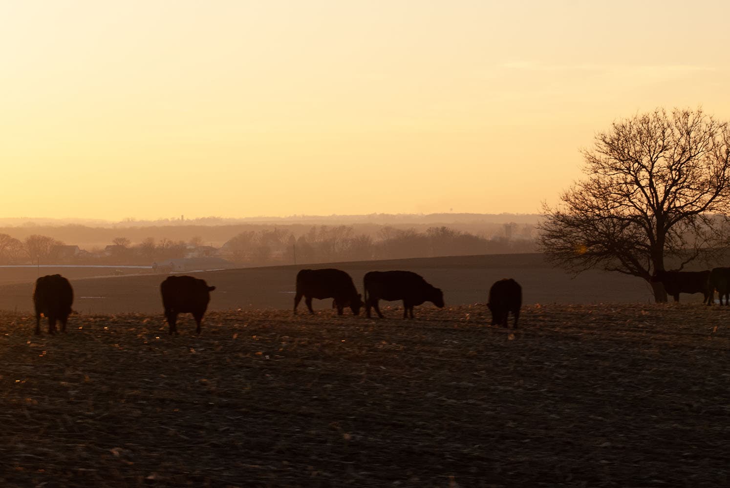 Iowa bill to legalize raw milk retail sales