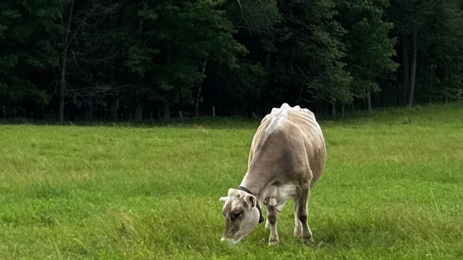 Michigan bills to legalize raw milk on-farm sales Michigan bills to legalize raw milk on-farm sales