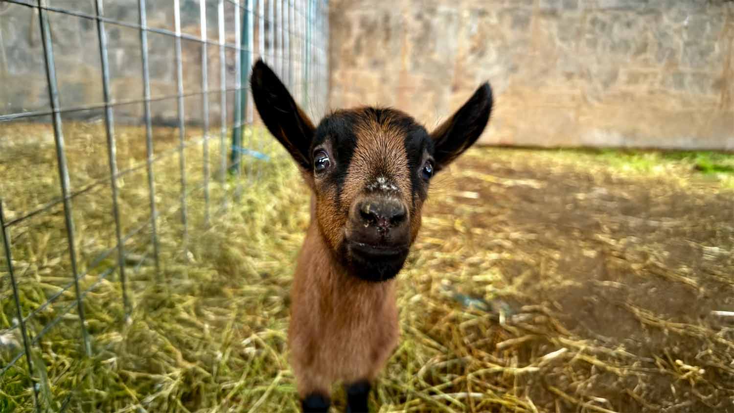 Raw Milk Laws Explained: Licenses, Pet Food Sales, and Herdshares